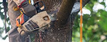 Best Hazardous Tree Removal  in East Brewton, AL