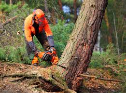 Best Hedge Trimming  in East Brewton, AL