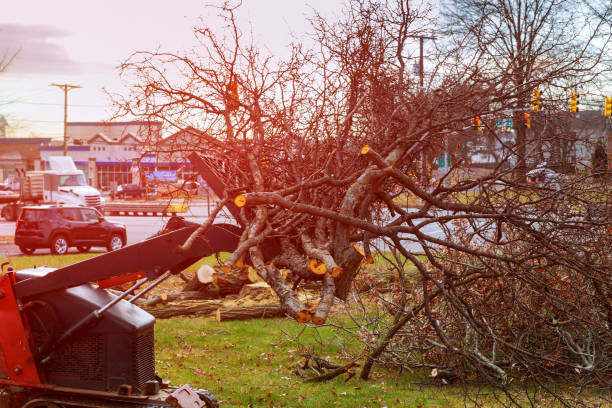 Best Stump Grinding and Removal  in East Brewton, AL