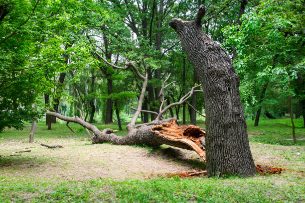 Best Seasonal Cleanup (Spring/Fall)  in East Brewton, AL