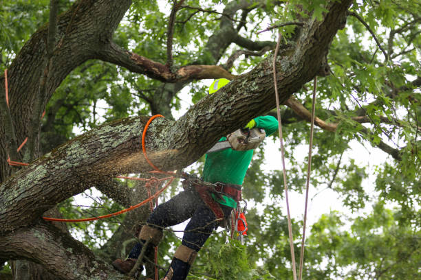 Best Tree Health Inspection  in East Brewton, AL