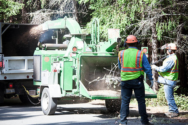 How Our Tree Care Process Works  in  East Brewton, AL