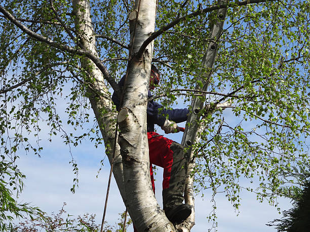 Best Tree Mulching  in East Brewton, AL