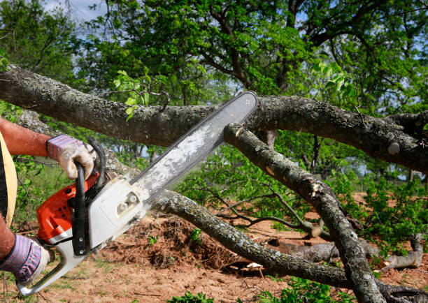 Best Tree Cabling and Bracing  in East Brewton, AL