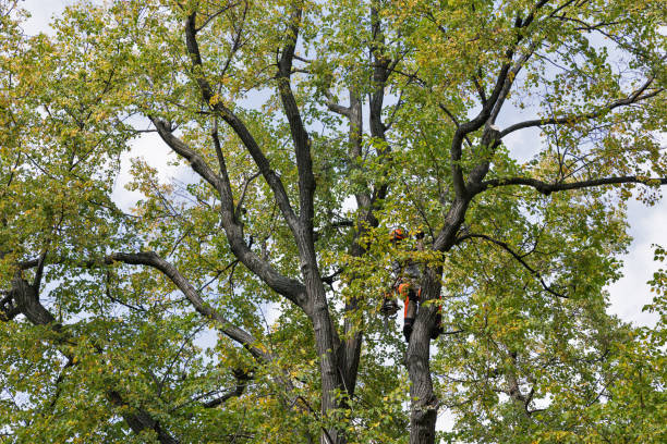 Best Arborist Consultation Services  in East Brewton, AL